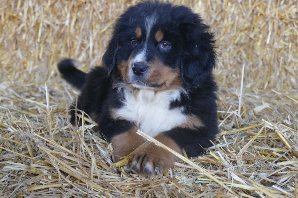 Des Terres De Pag - Chiot disponible  - Bouvier Bernois