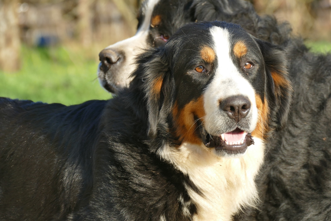 Ventouse Des Terres De Pag