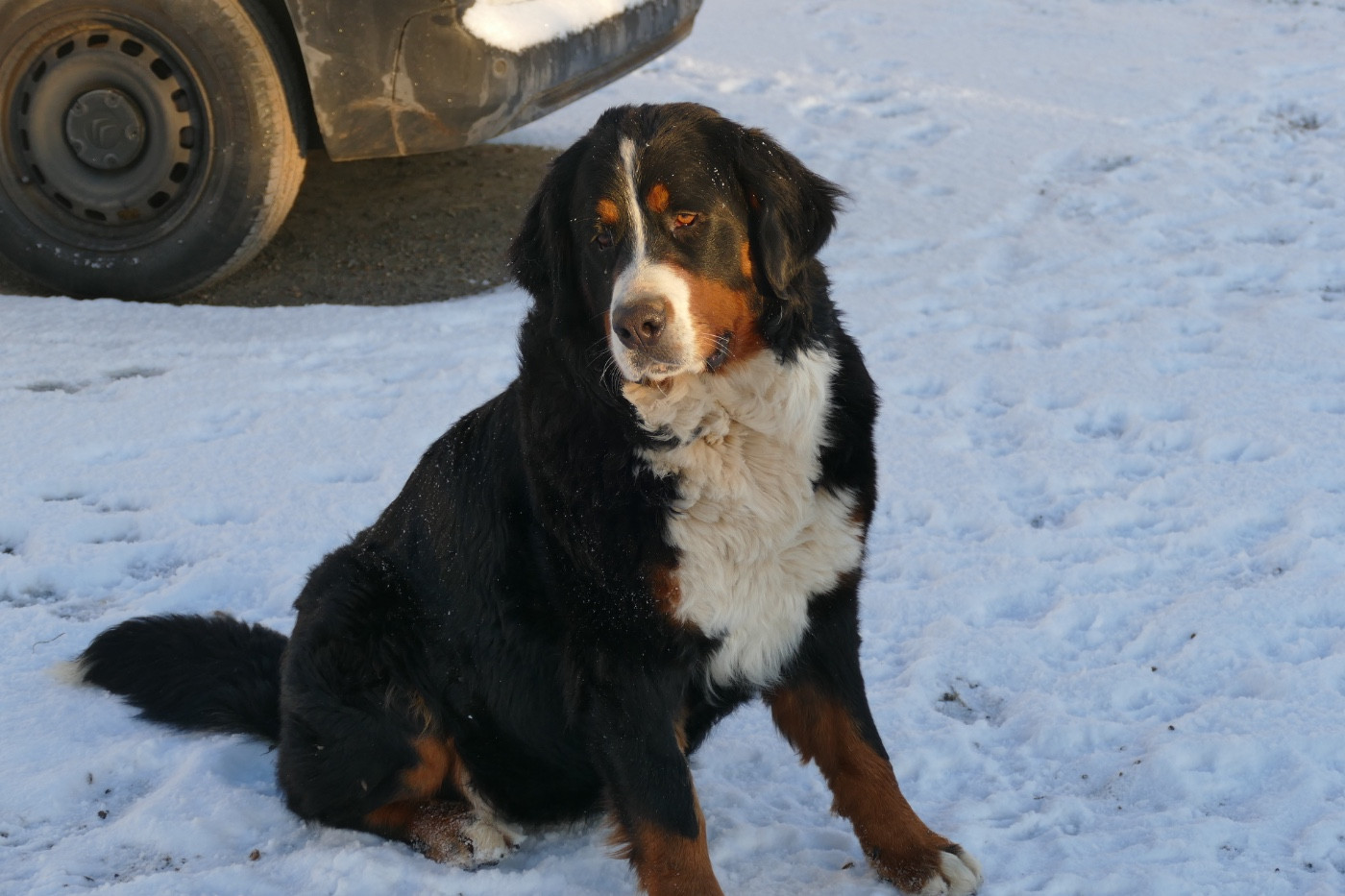Vanille fraise Des Terres De Pag