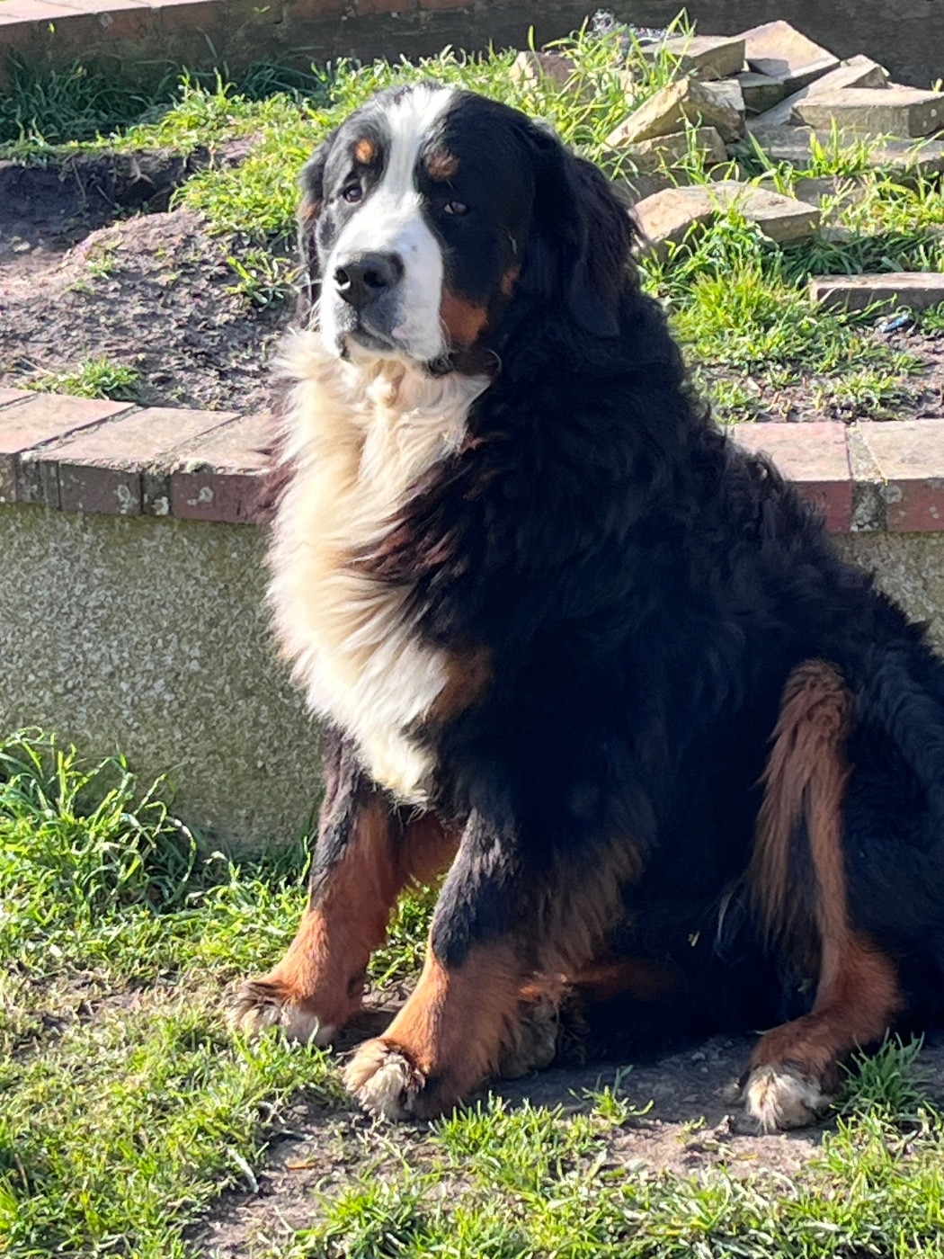 Vingt mille volt du royaume des reves