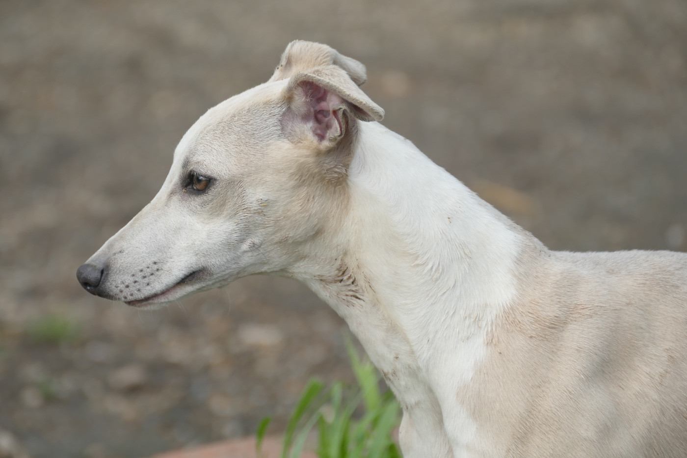 Au top Des Terres De Pag