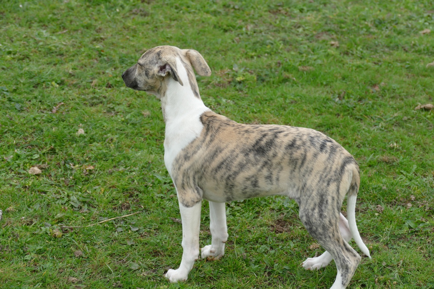 Des Terres De Pag - Chiots disponibles - Whippet