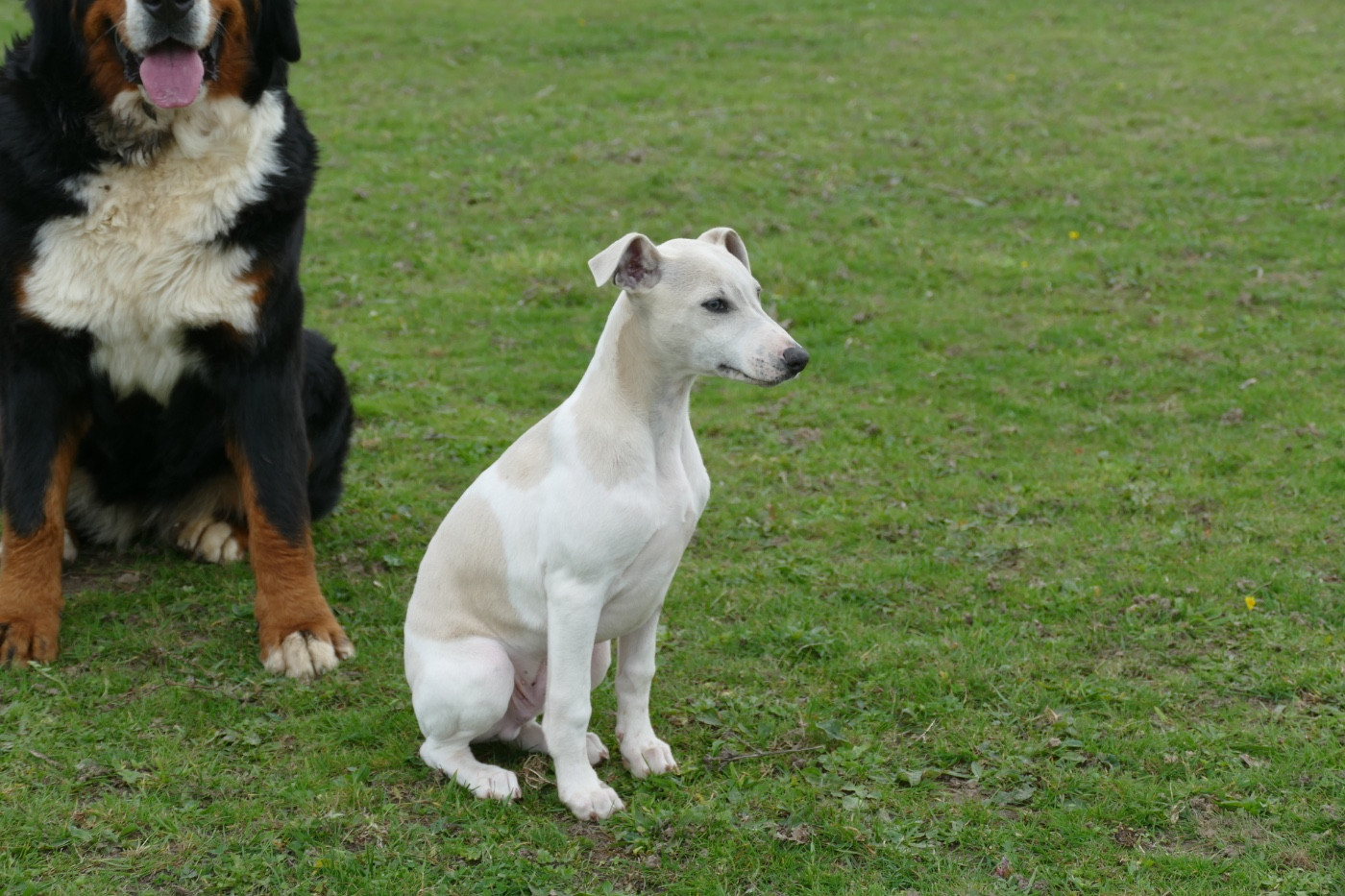 Des Terres De Pag - Chiots disponibles - Whippet