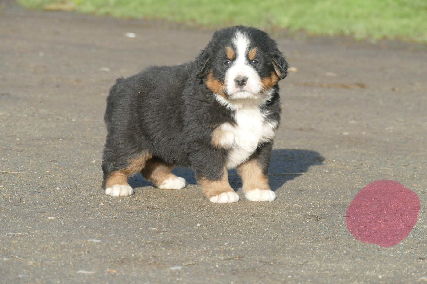 Des Terres De Pag - Chiots disponibles - Bouvier Bernois