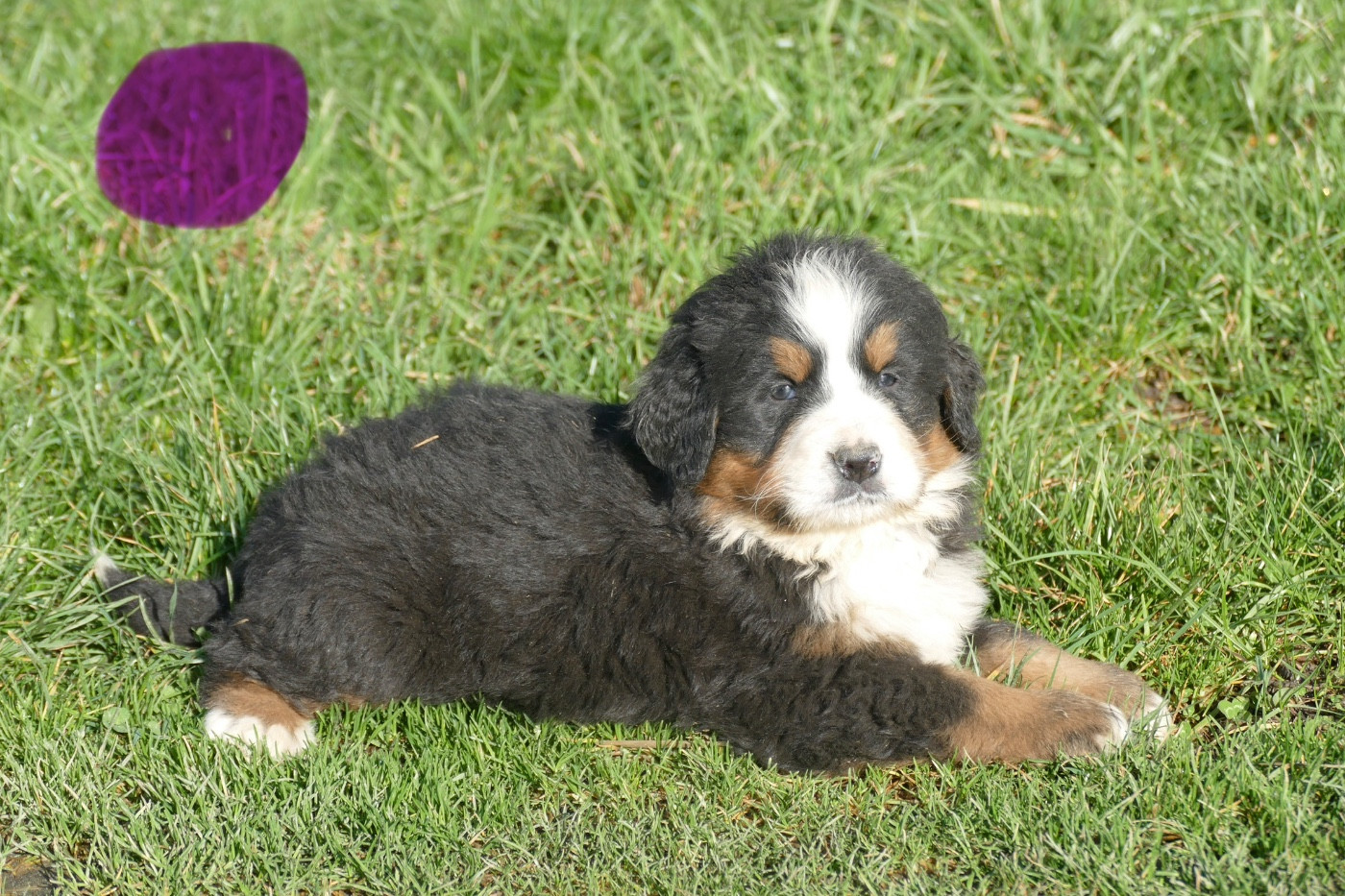 Des Terres De Pag - Chiots disponibles - Bouvier Bernois