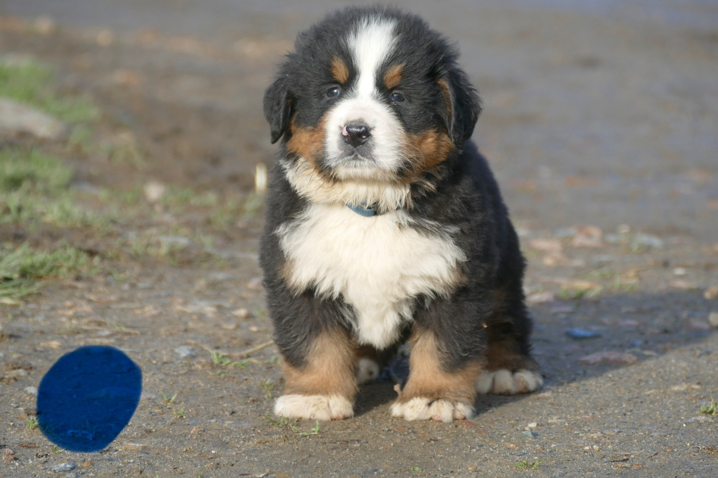 Des Terres De Pag - Chiots disponibles - Bouvier Bernois