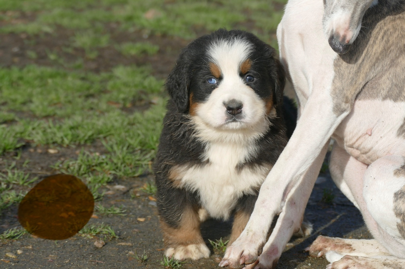 Des Terres De Pag - Chiots disponibles - Bouvier Bernois