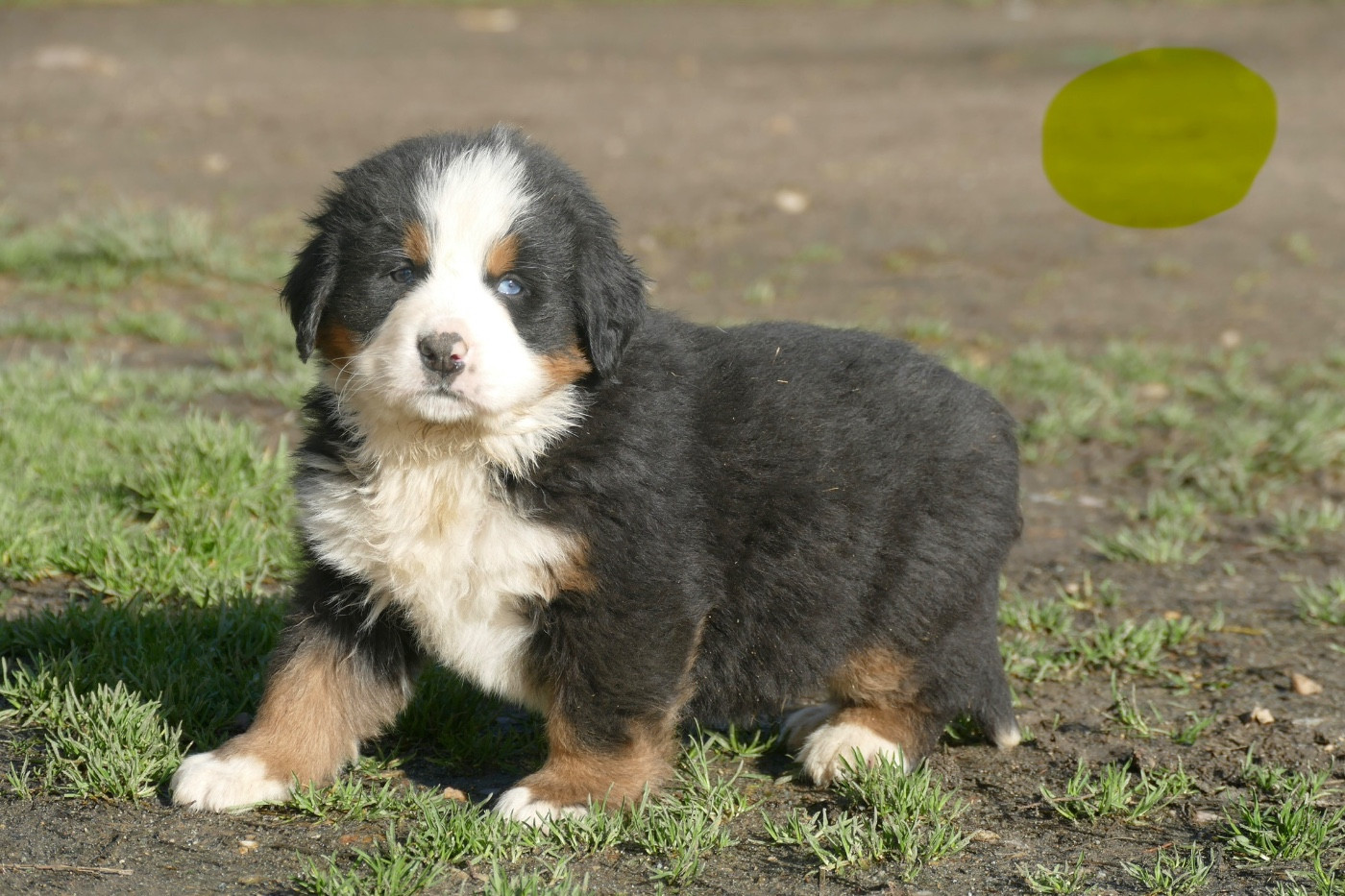 Des Terres De Pag - Chiots disponibles - Bouvier Bernois