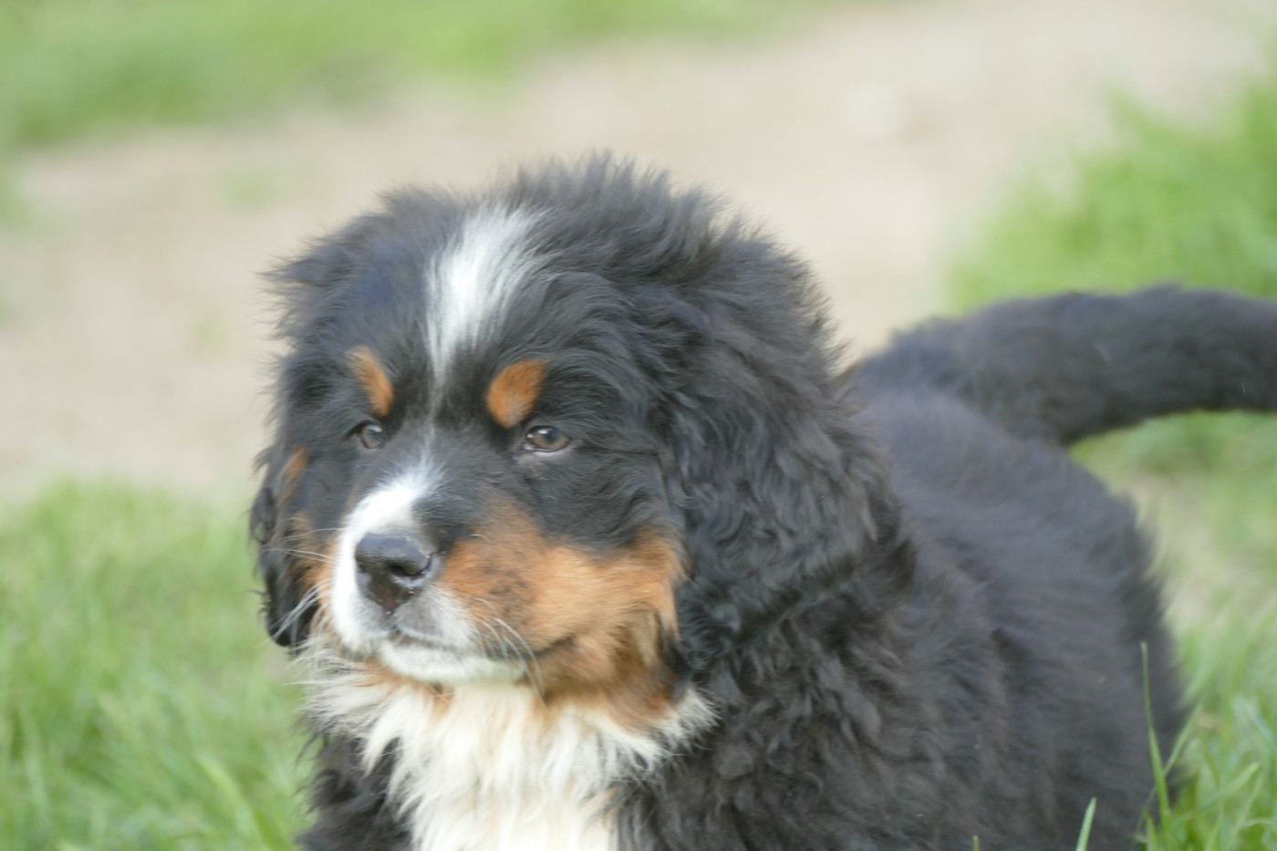 Des Terres De Pag - Chiots disponibles - Bouvier Bernois