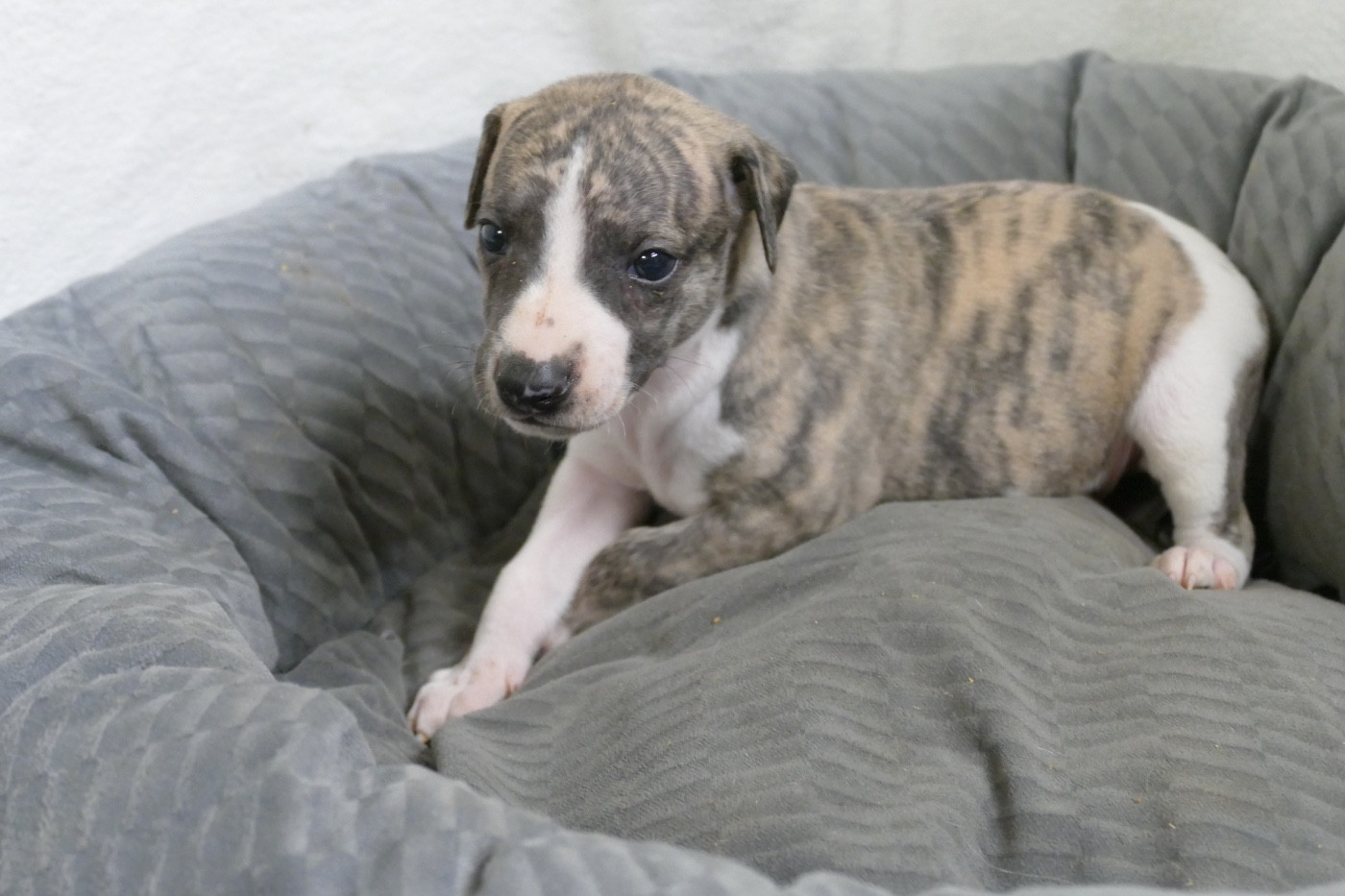 Des Terres De Pag - Chiots disponibles - Whippet
