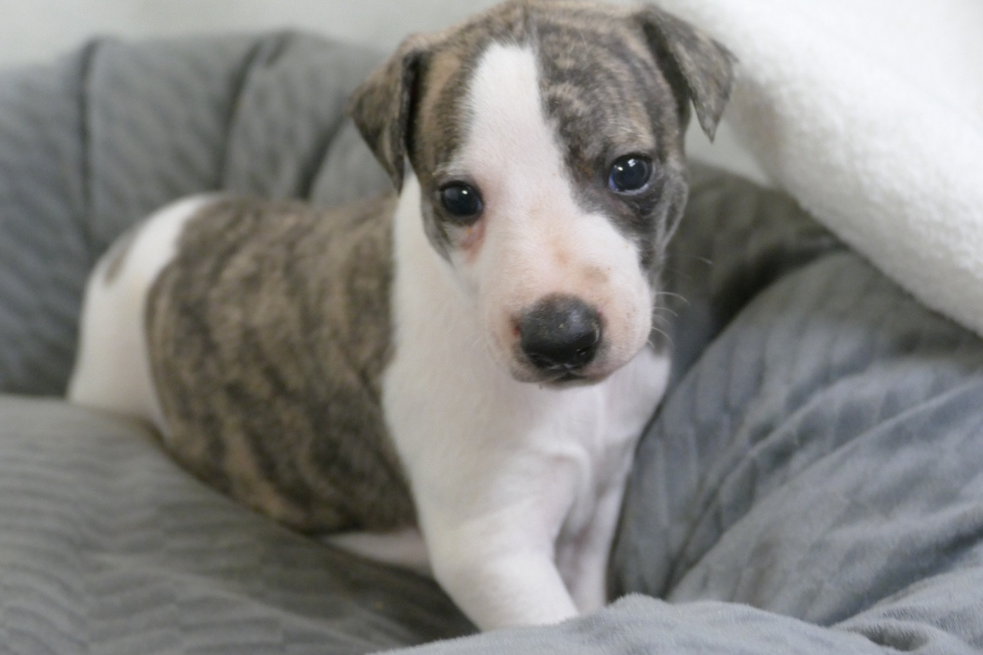 Des Terres De Pag - Chiots disponibles - Whippet