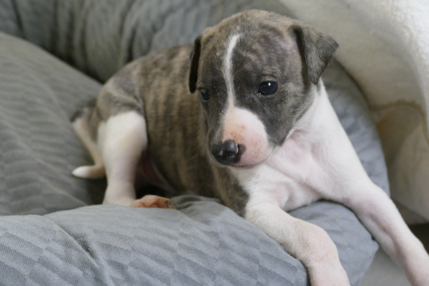 Des Terres De Pag - Chiots disponibles - Whippet