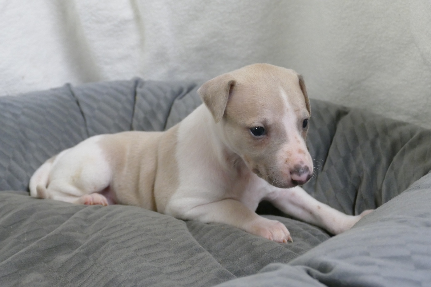 Des Terres De Pag - Chiots disponibles - Whippet