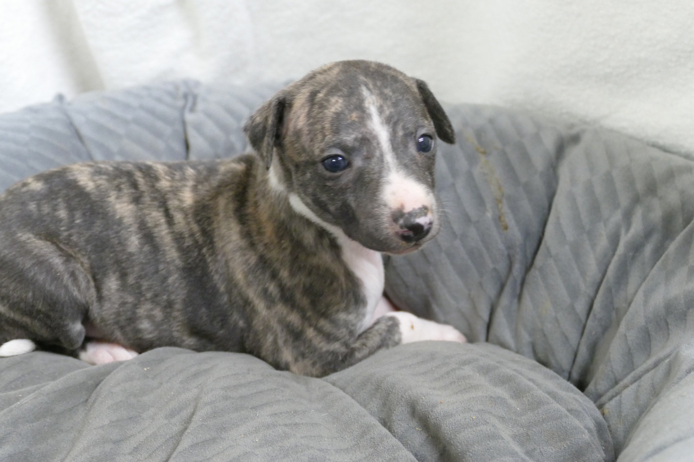 Des Terres De Pag - Chiots disponibles - Whippet