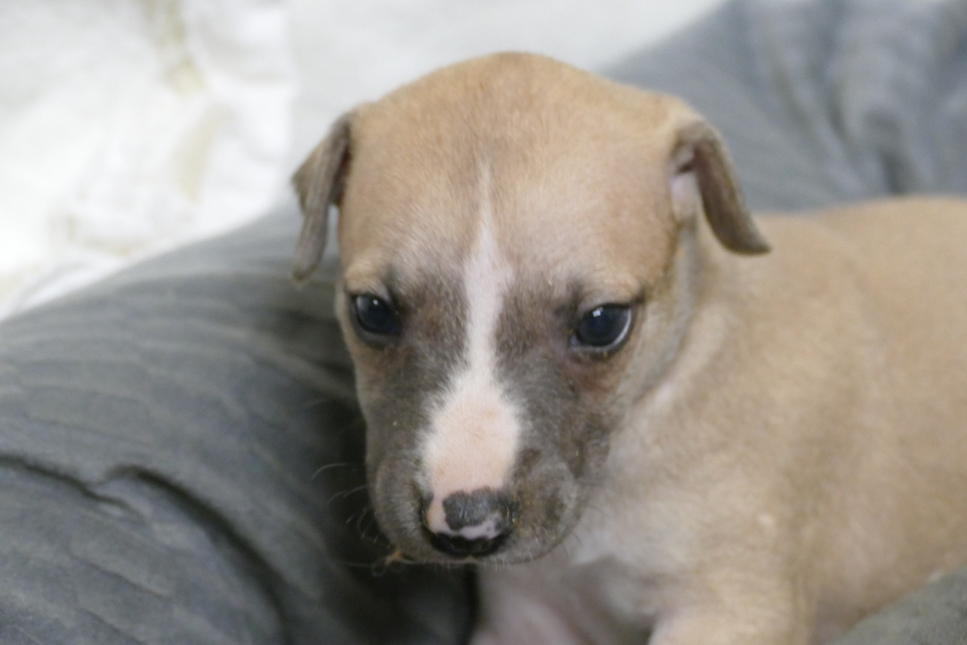 Des Terres De Pag - Chiots disponibles - Whippet