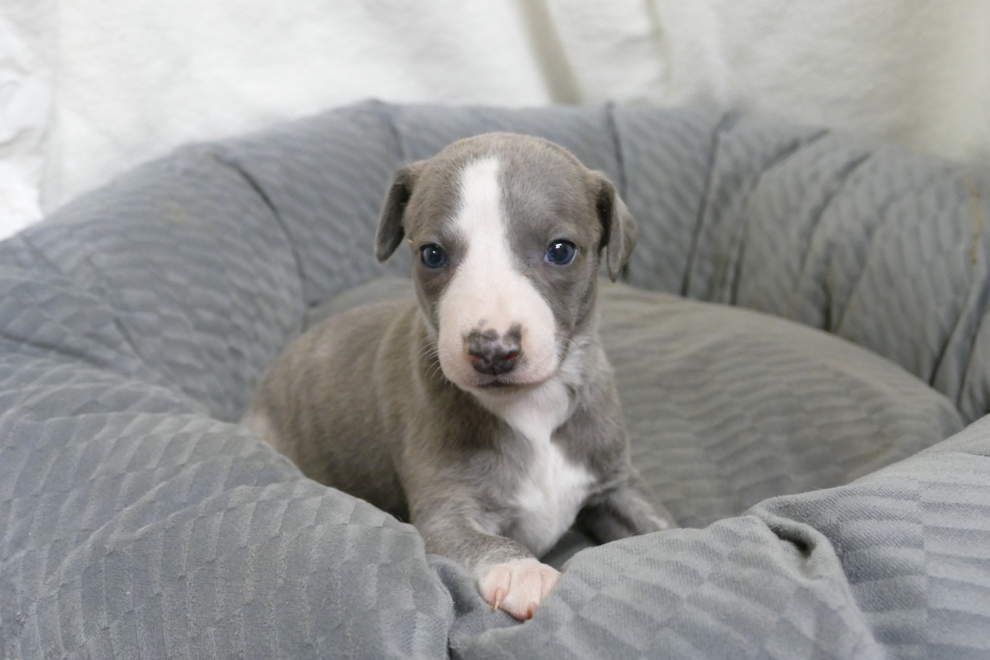Des Terres De Pag - Chiots disponibles - Whippet