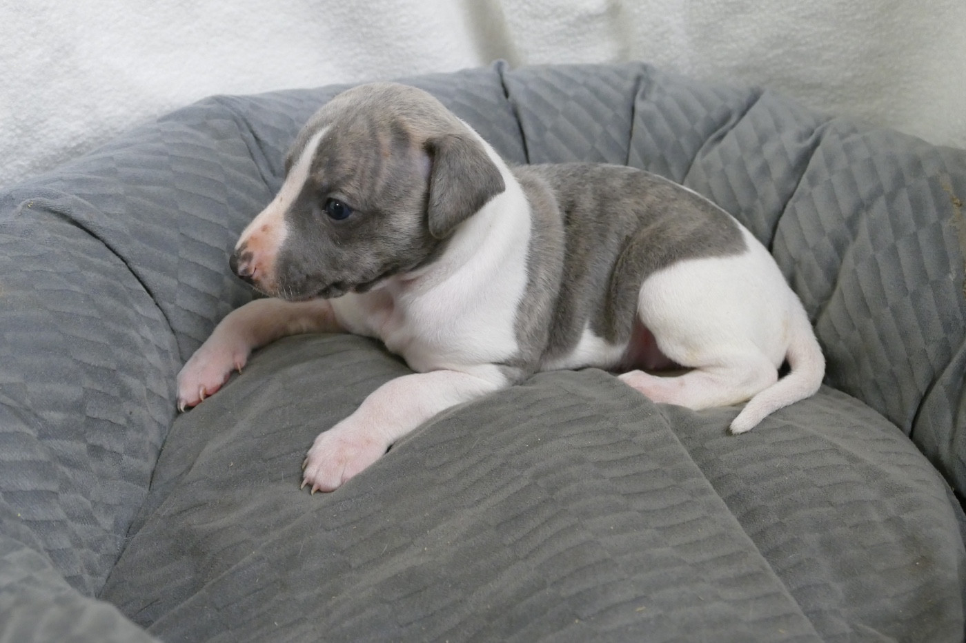 Des Terres De Pag - Chiots disponibles - Whippet