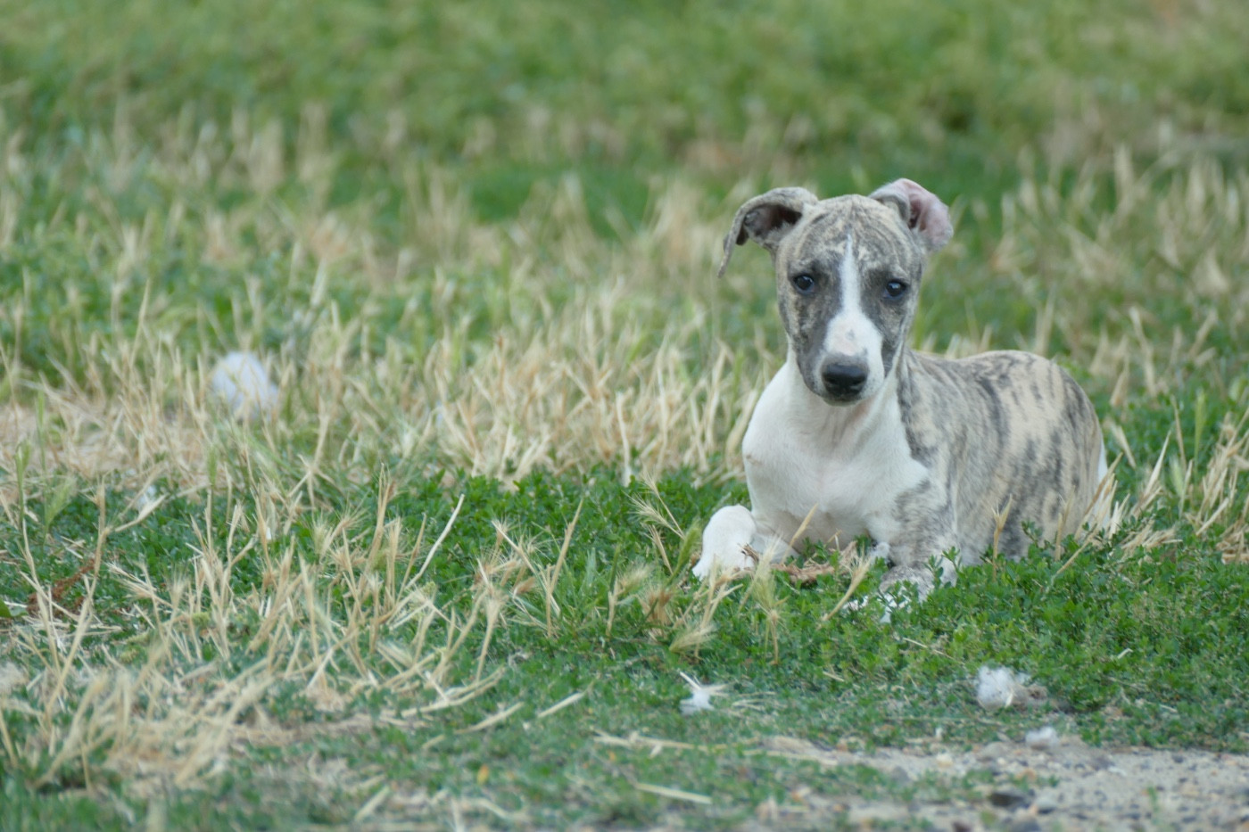 Des Terres De Pag - Chiots disponibles - Whippet
