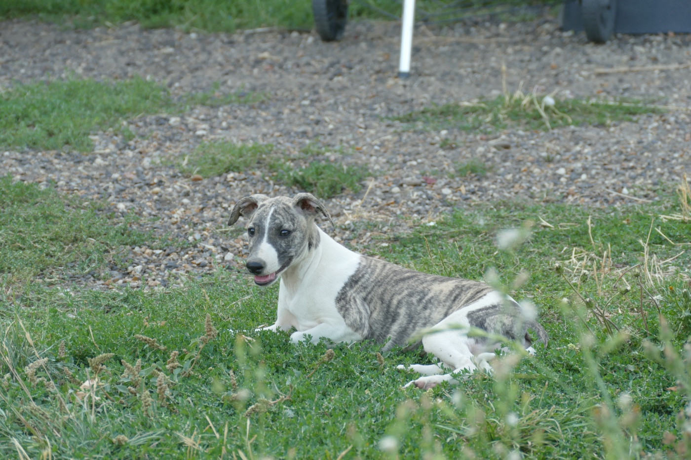 Des Terres De Pag - Chiots disponibles - Whippet