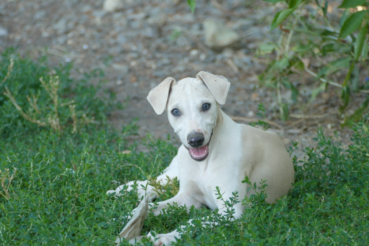 Des Terres De Pag - Chiots disponibles - Whippet