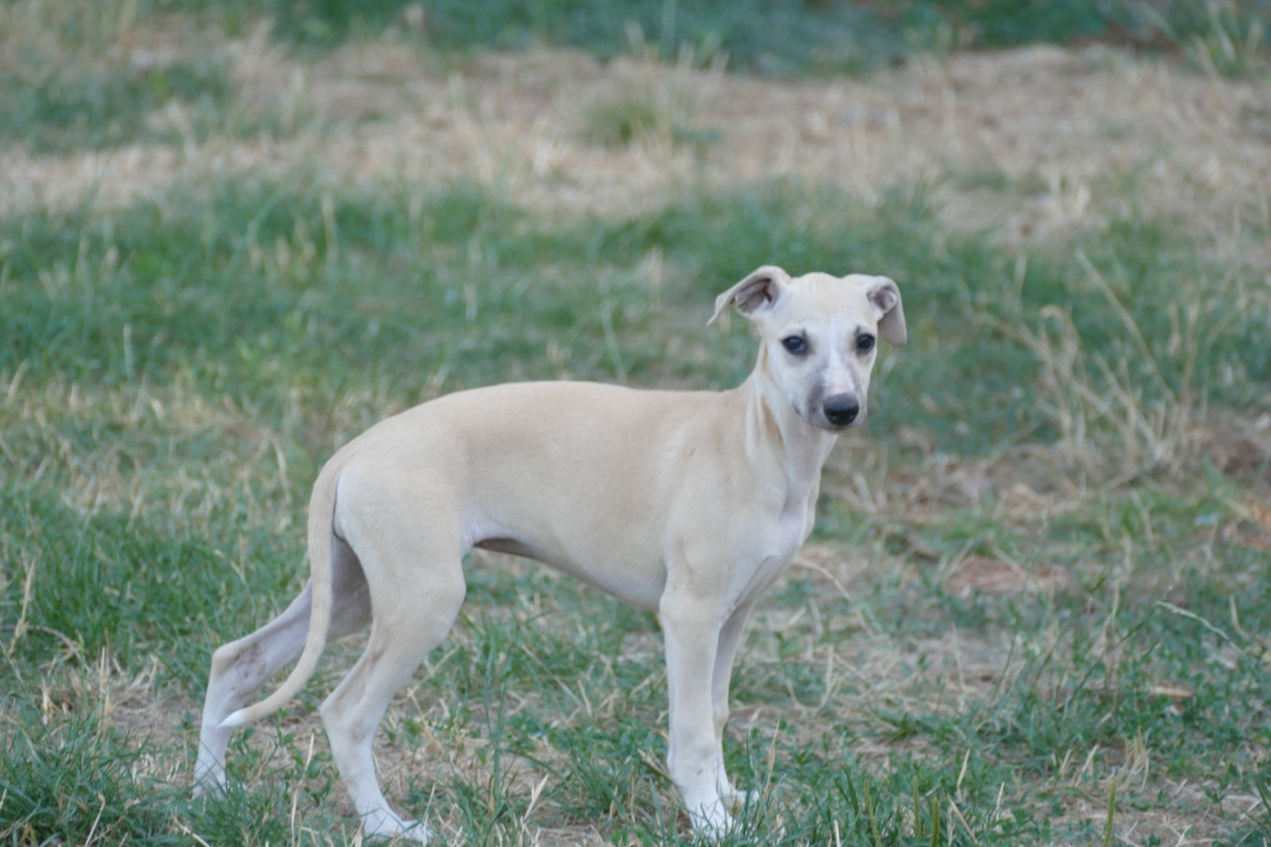 Des Terres De Pag - Chiots disponibles - Whippet