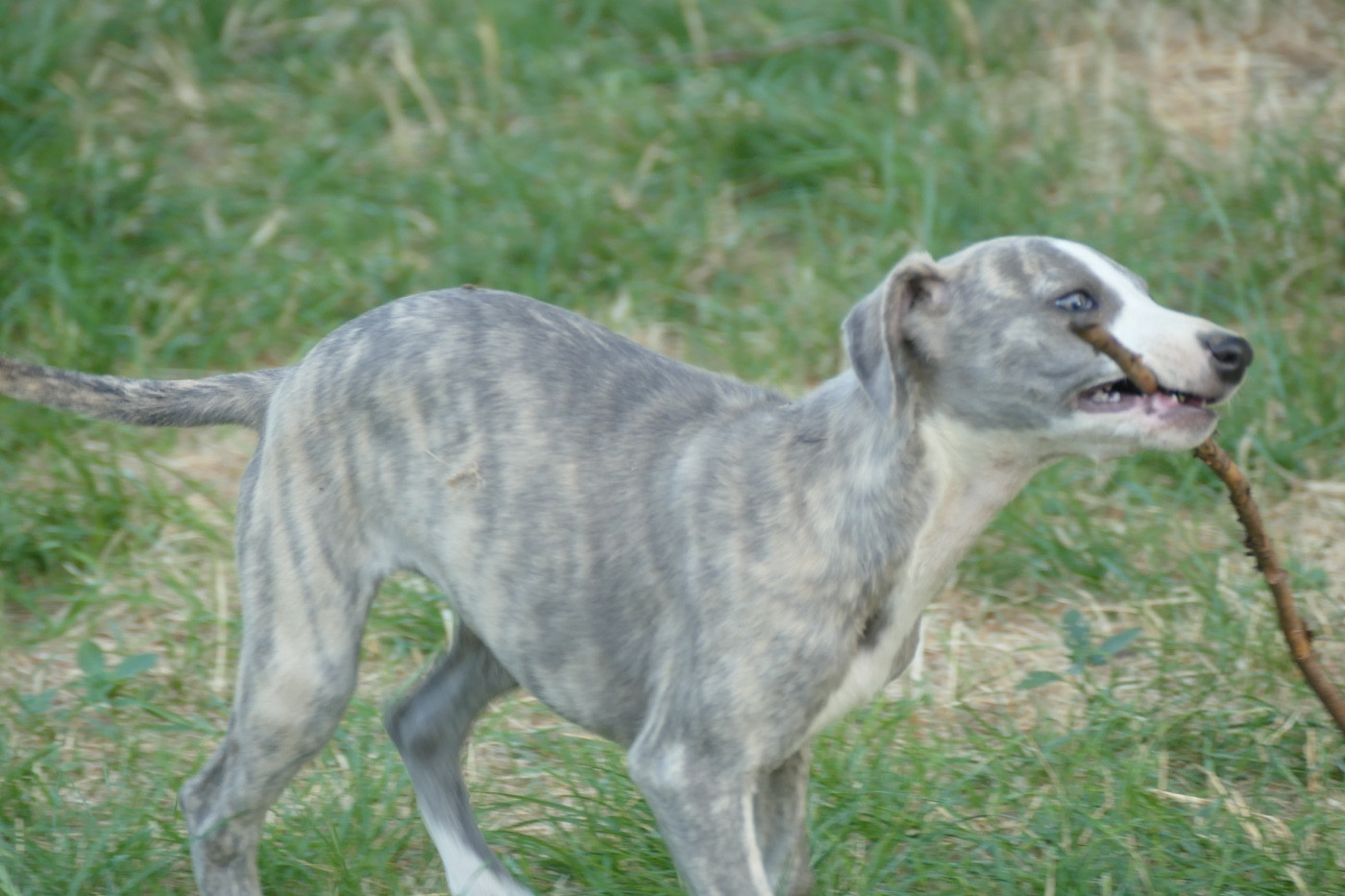Des Terres De Pag - Chiots disponibles - Whippet