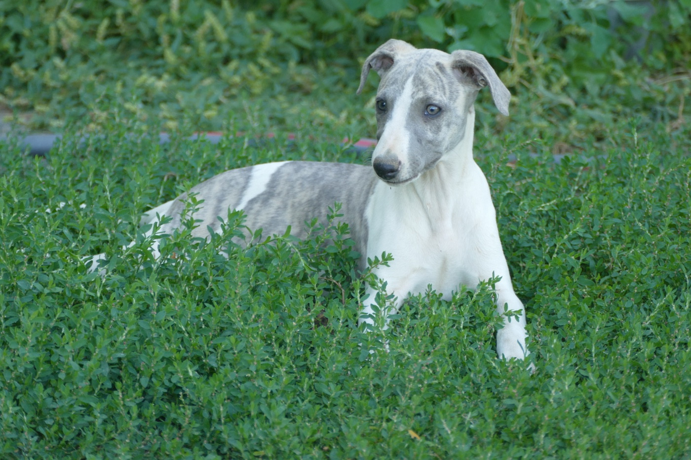 Des Terres De Pag - Chiots disponibles - Whippet
