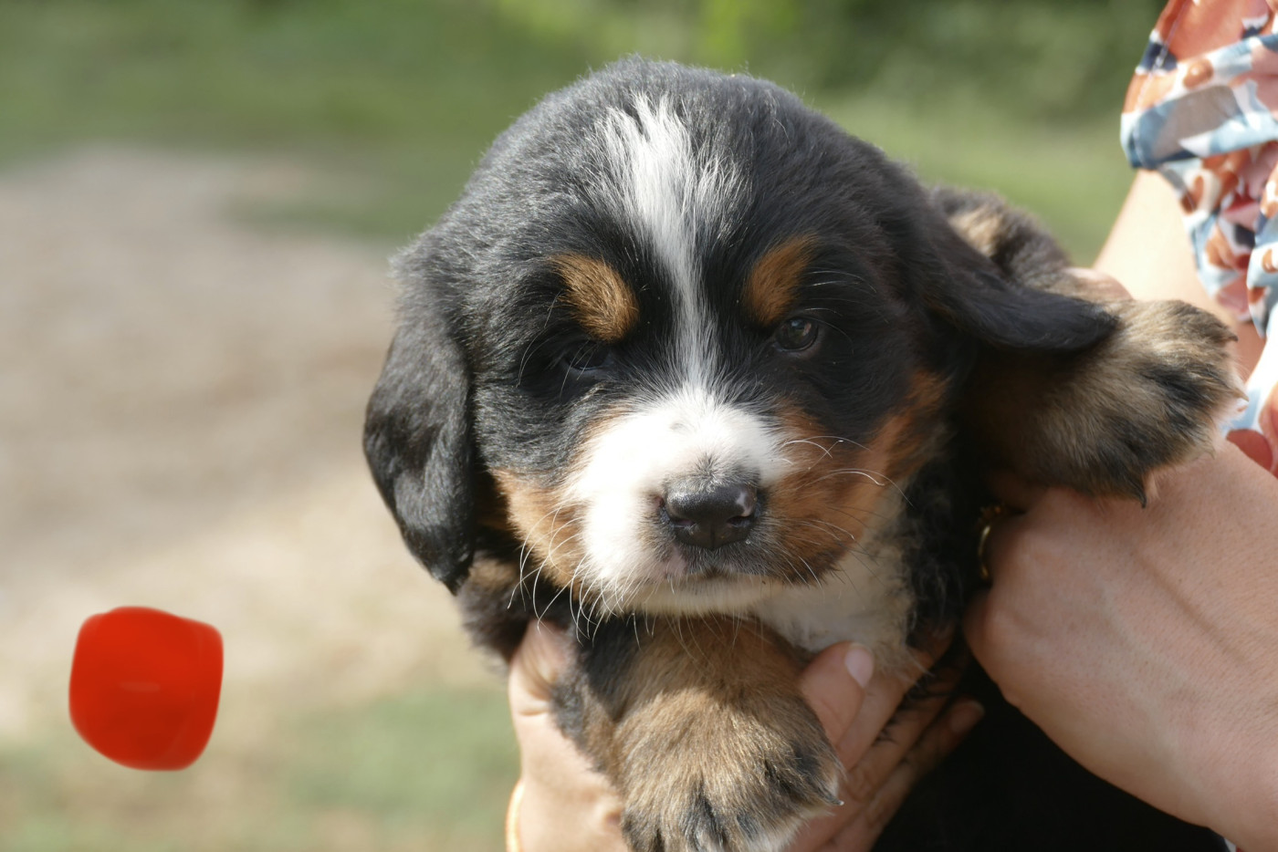 Des Terres De Pag - Chiots disponibles - Bouvier Bernois