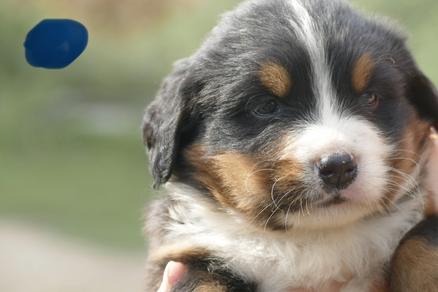 Des Terres De Pag - Chiots disponibles - Bouvier Bernois