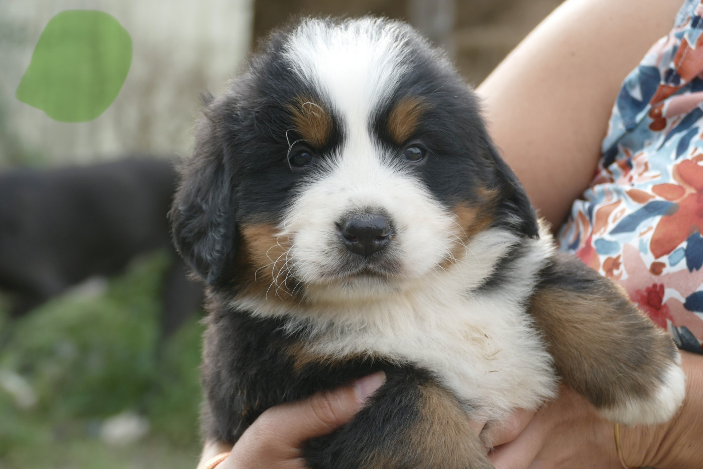 Des Terres De Pag - Chiots disponibles - Bouvier Bernois