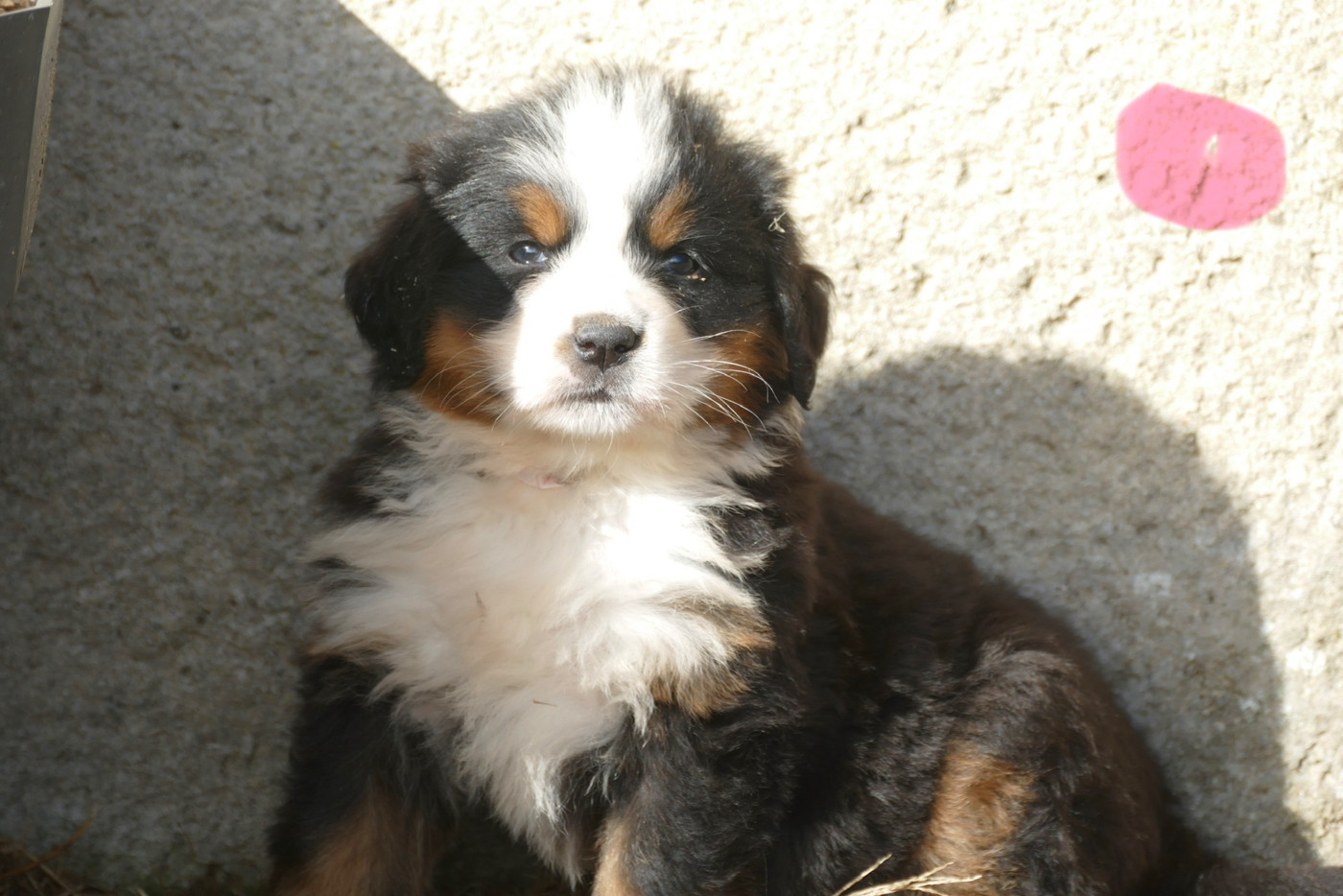 Des Terres De Pag - Chiots disponibles - Bouvier Bernois
