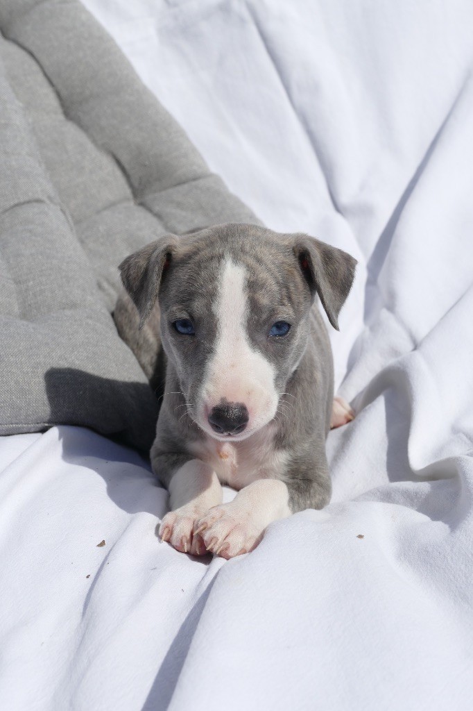 Des Terres De Pag - Chiots disponibles - Whippet