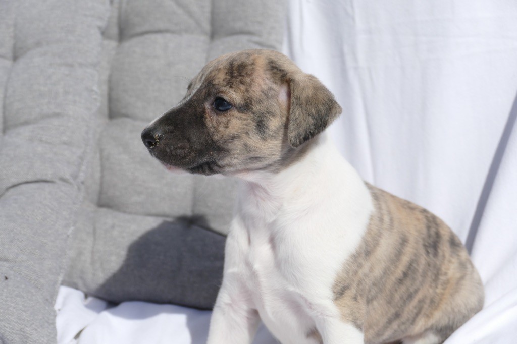 Des Terres De Pag - Chiots disponibles - Whippet