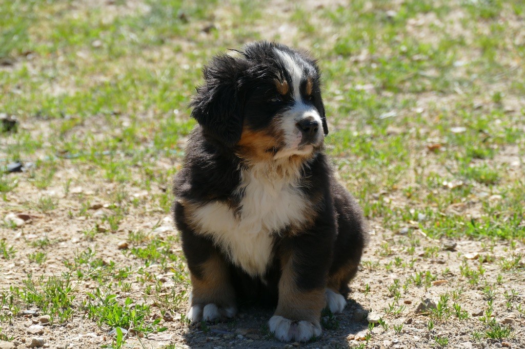 Des Terres De Pag - Chiots disponibles - Bouvier Bernois