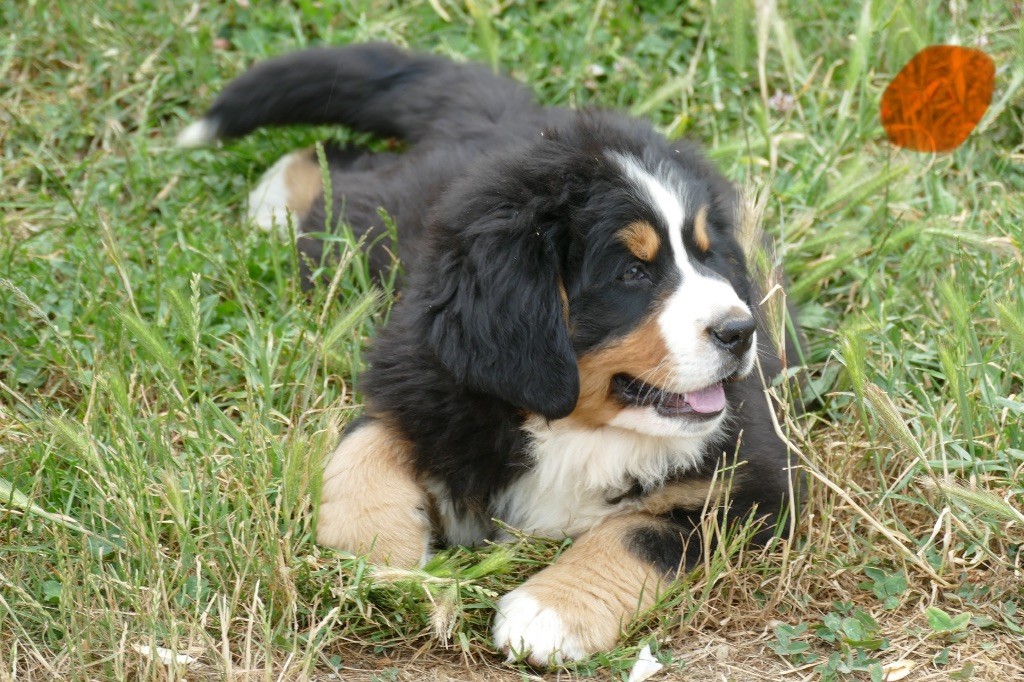 Des Terres De Pag - Chiots disponibles - Bouvier Bernois