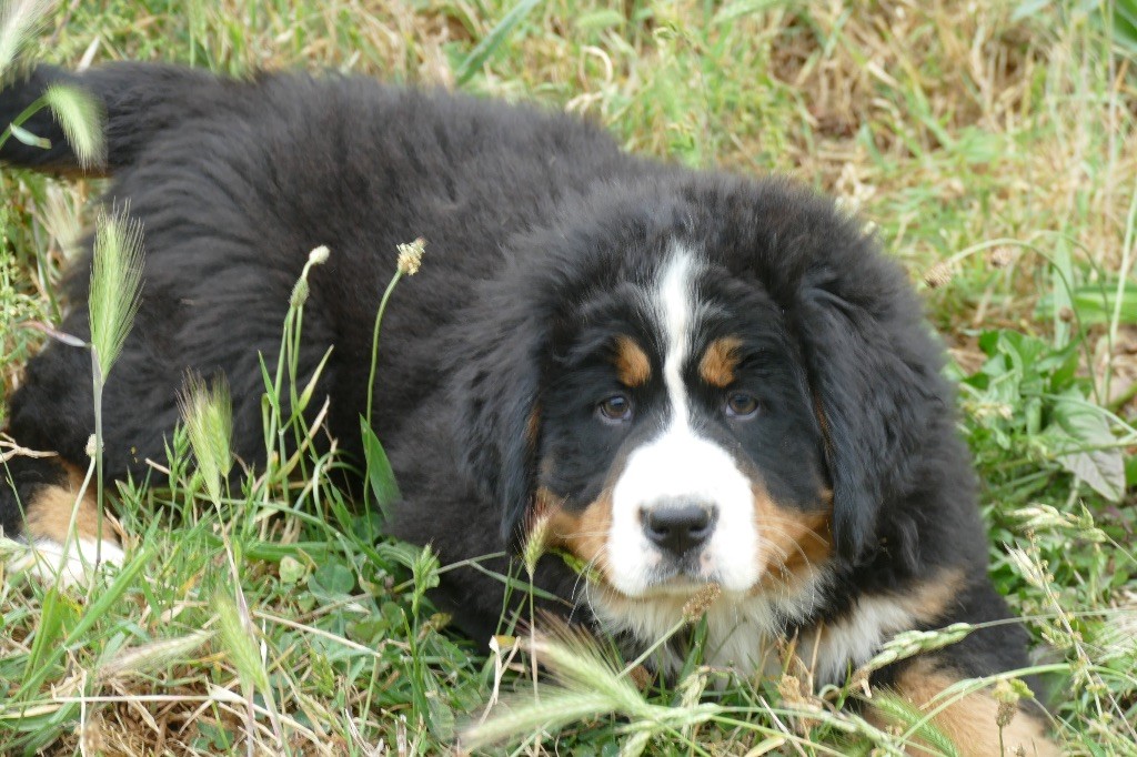 Des Terres De Pag - Chiots disponibles - Bouvier Bernois