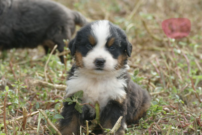 Femelle rose clair