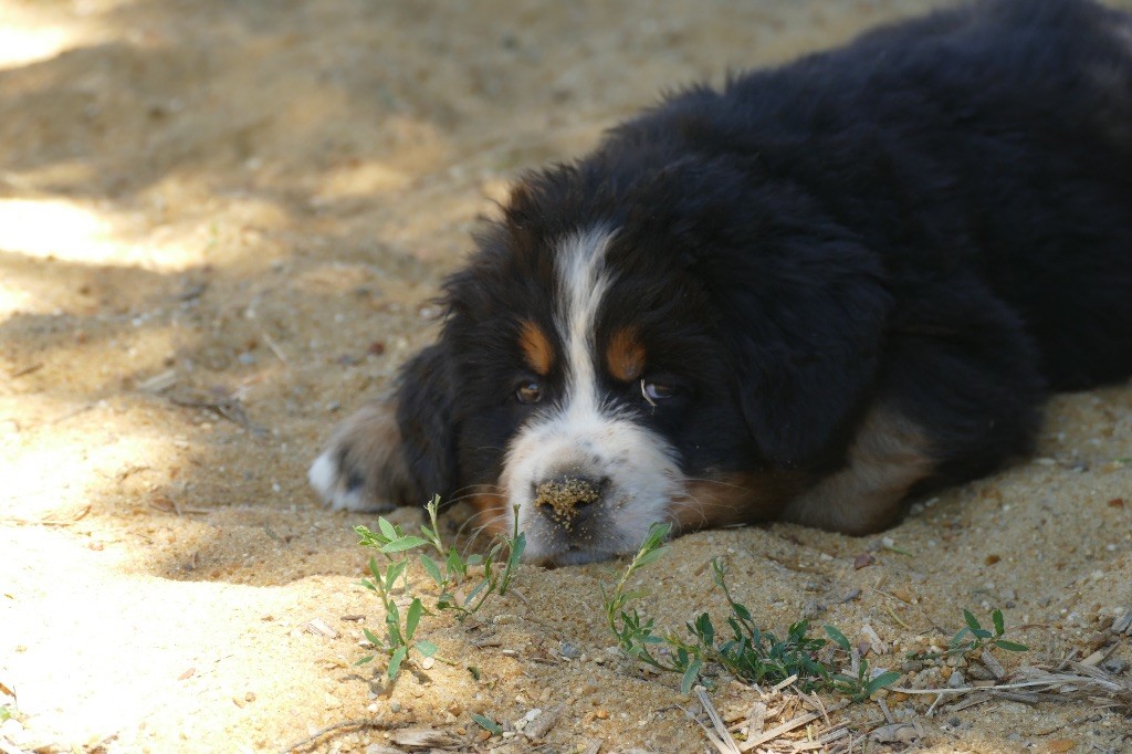 Des Terres De Pag - Chiots disponibles - Bouvier Bernois