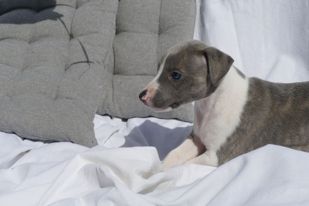 Des Terres De Pag - Chiots disponibles - Whippet