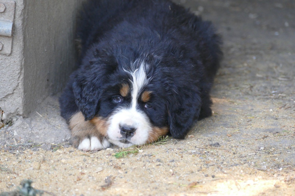 Des Terres De Pag - Chiots disponibles - Bouvier Bernois