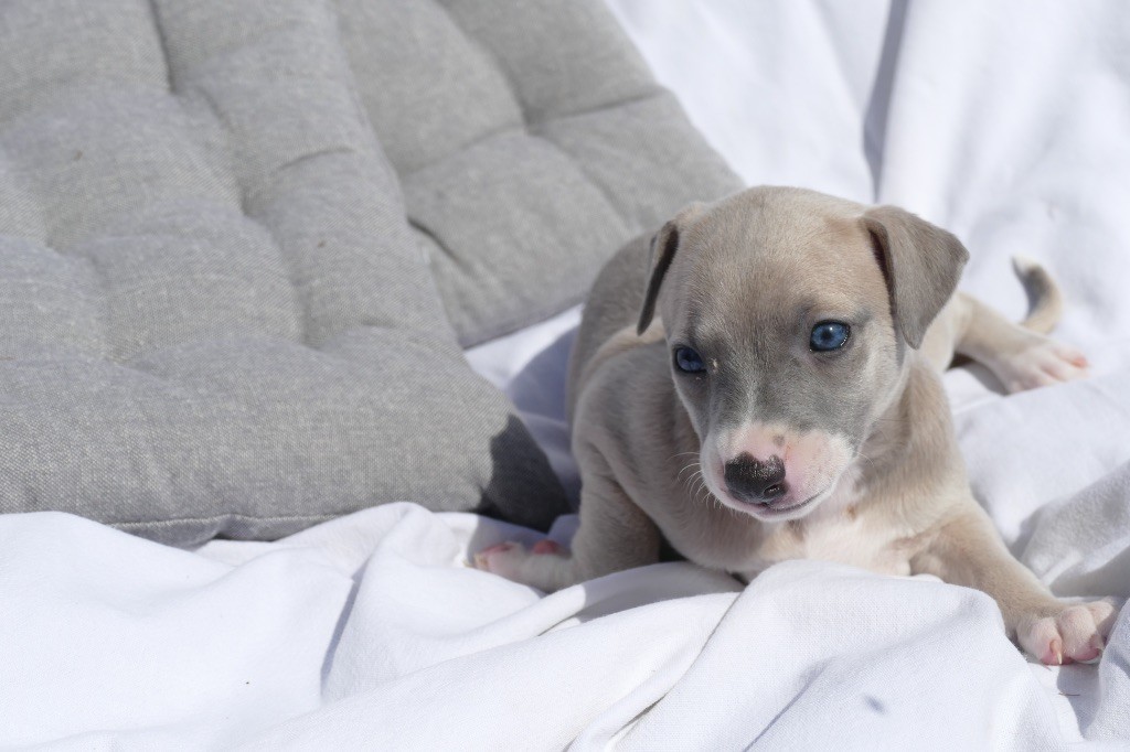 Des Terres De Pag - Chiots disponibles - Whippet