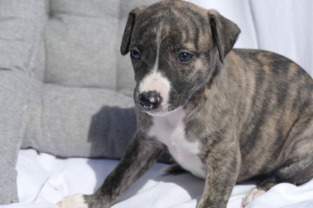 Des Terres De Pag - Chiots disponibles - Whippet